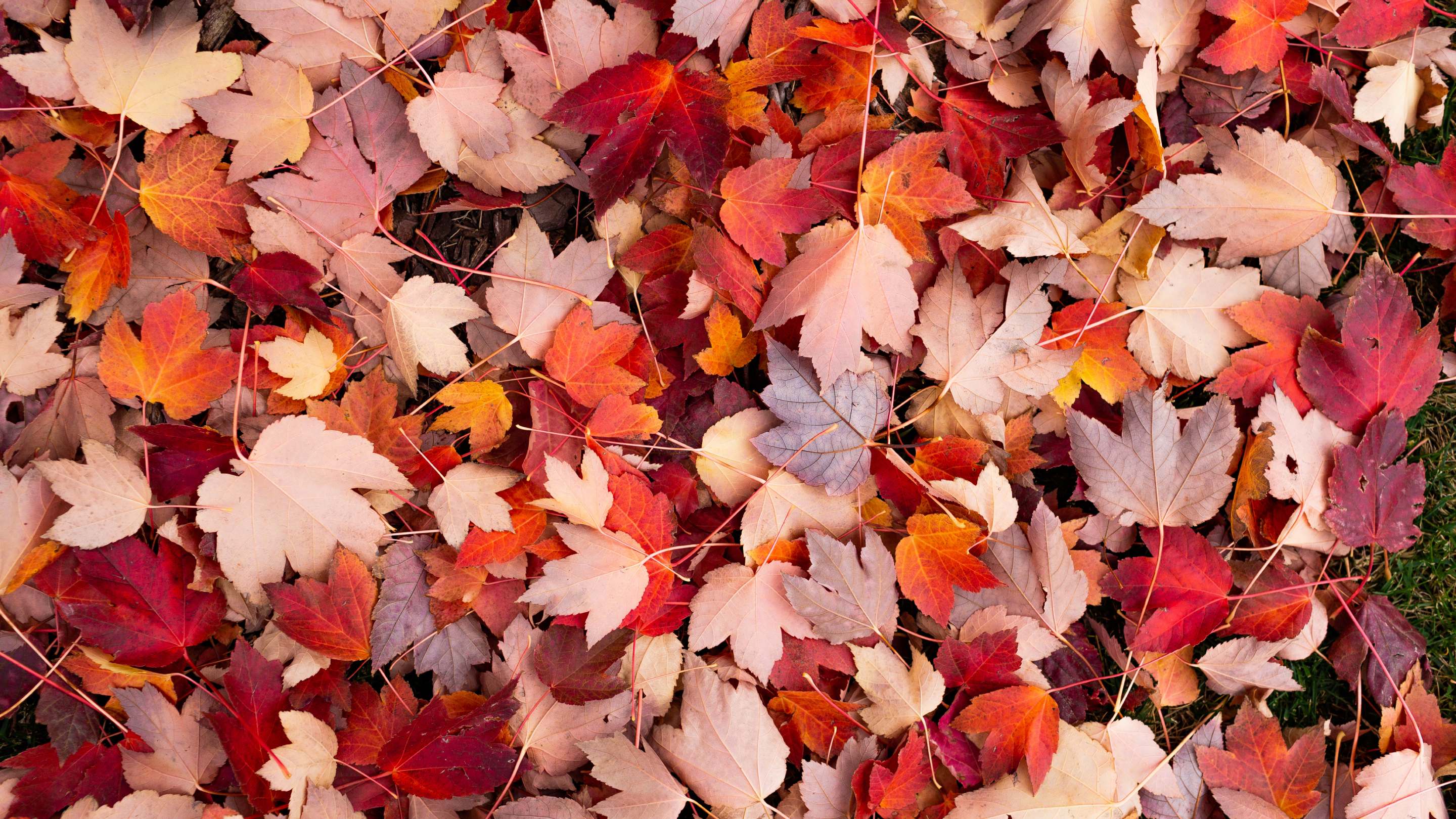 A close-up view of a ground covered with colourful autumn leaves in shades of red, orange, yellow, and brown.