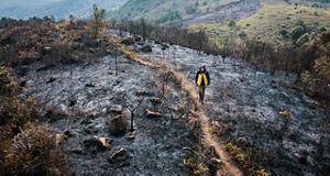 forest fire