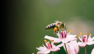 Bee