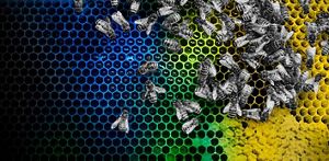 Image of bees on a hive
