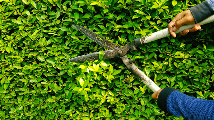 Hedge cutting