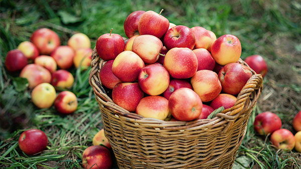 basket of apples