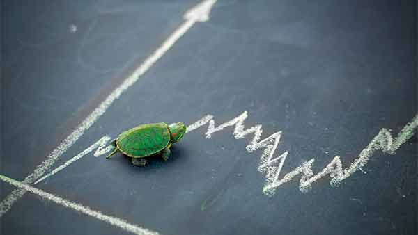 turtle on a chart
