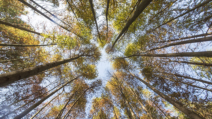 a view of trees looking up to the sky