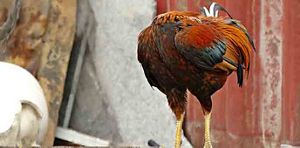 chicken hiding head