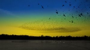 murmuration