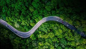 Road through forest