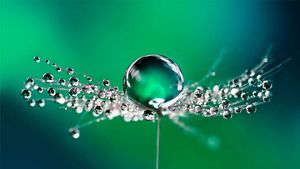 water pearl rolling on leaves