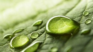 water pearl on leaf