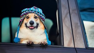 Dog looking out a car window
