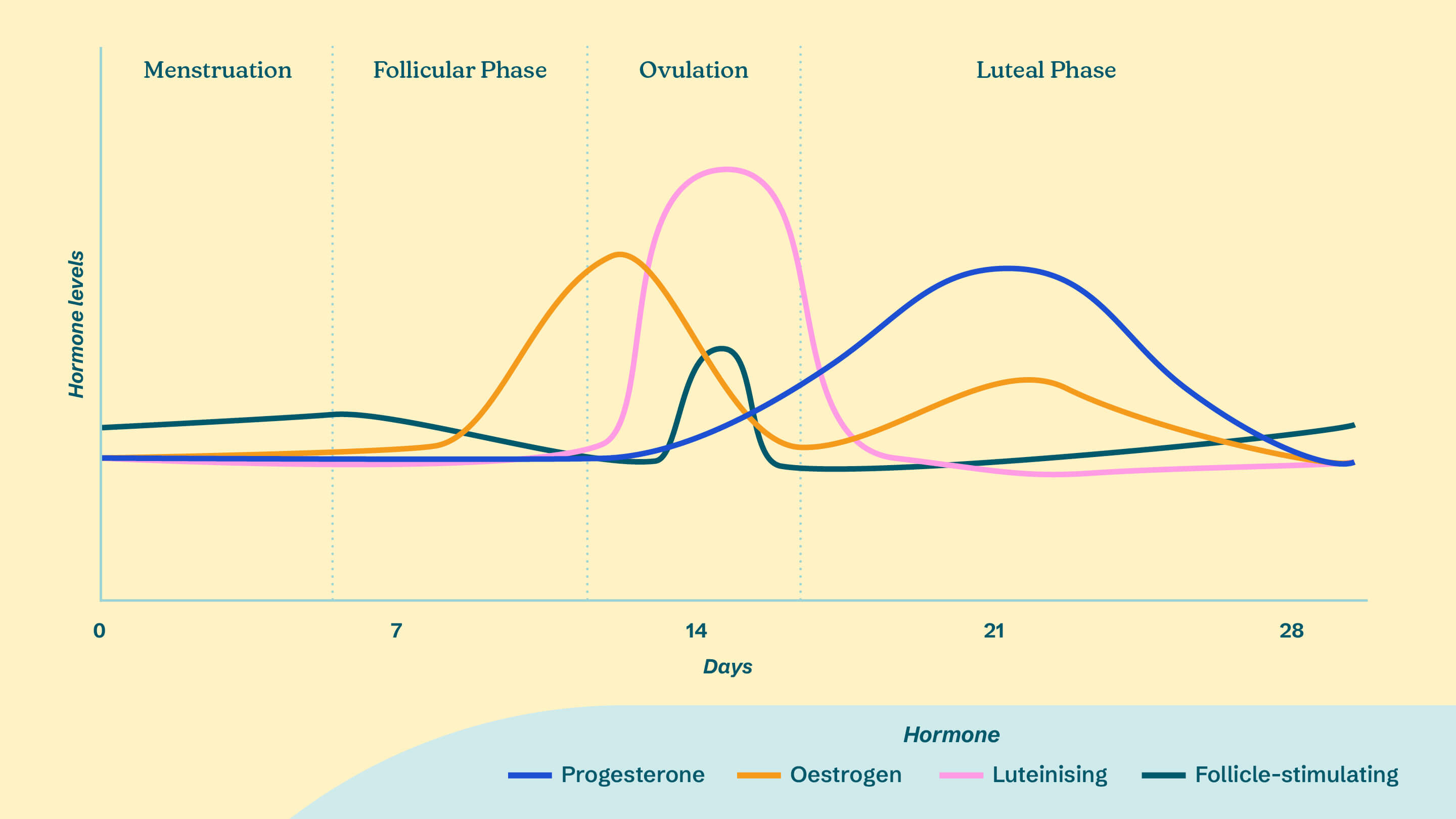 This graph shows the levels of your hormones throughout your cycle.