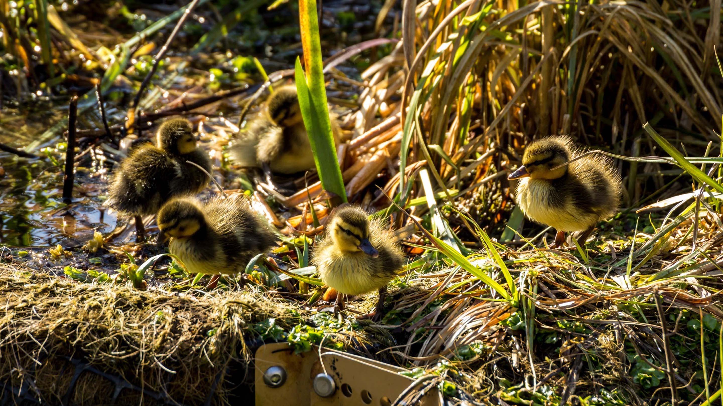 Baby chicks on a river bank