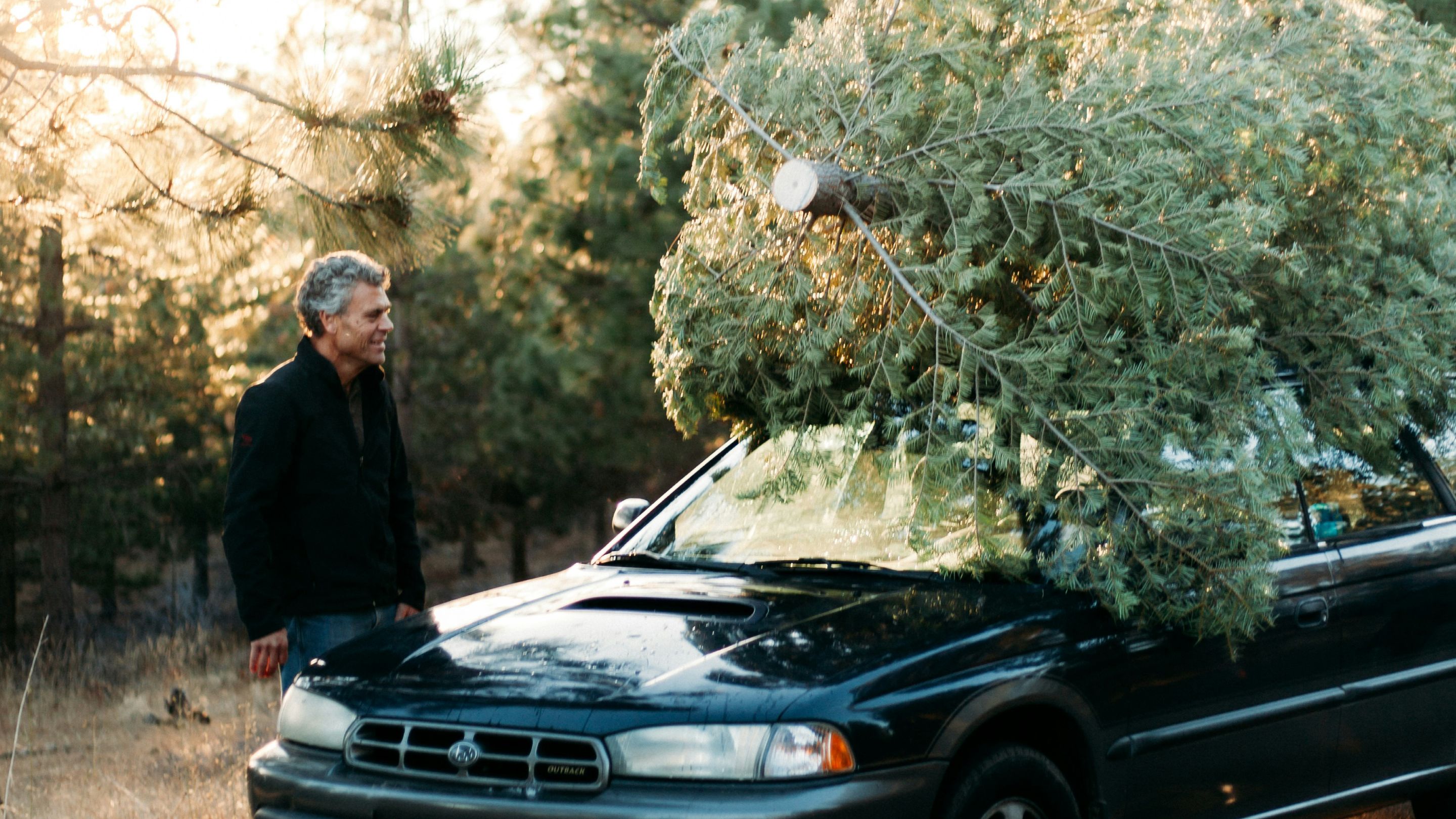 A car parked in a forest with a large Christmas tree secured on its roof.