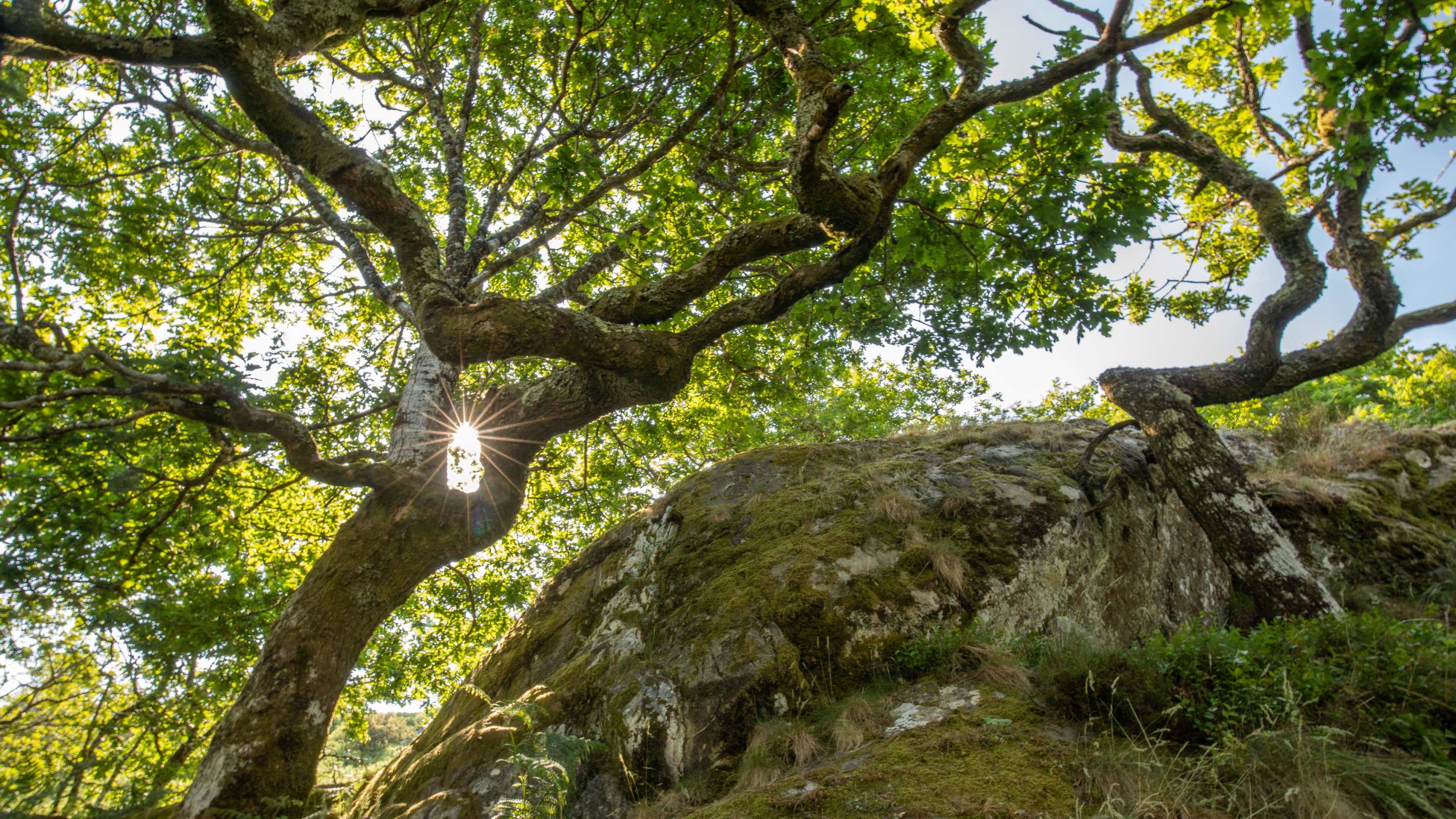 Coed Crafnant, North Wales