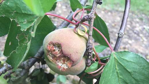 Picture of damaged fruit
