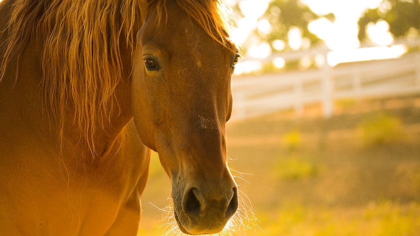 Image of a horse at sunset