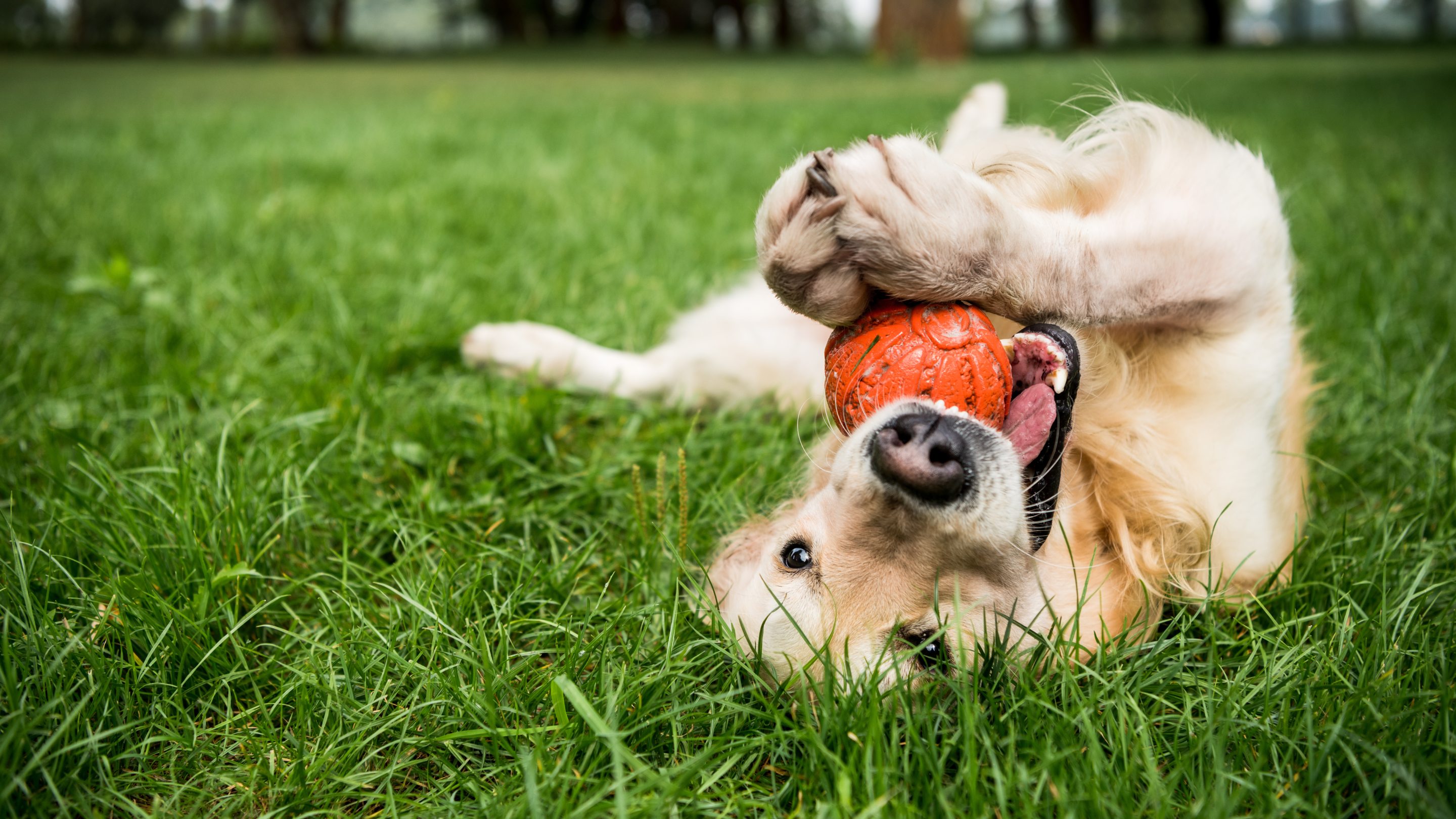 Golden retriever dog playing with rubber ball on green lawn