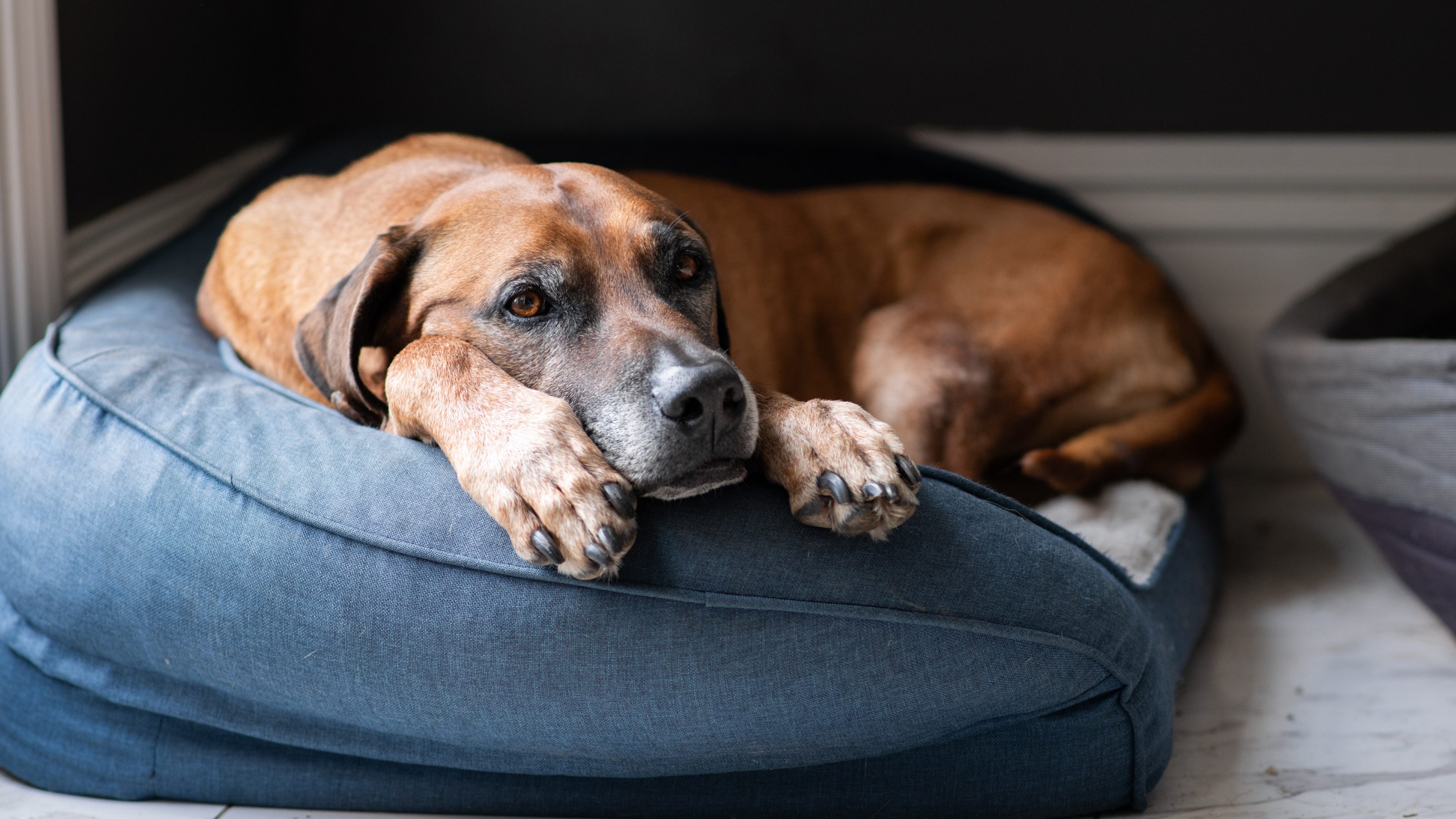 brown pet dog lying on blue dog bed 