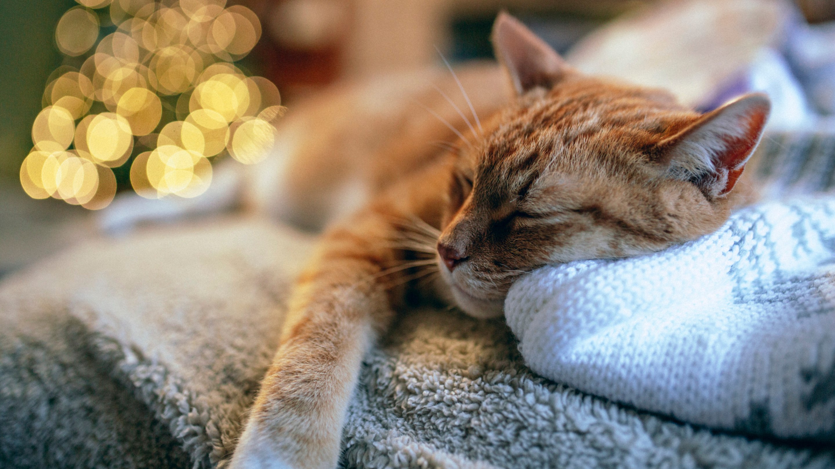 Close-up of a ginger cat sleeping on a soft blanket with warm blurred lights in the background.