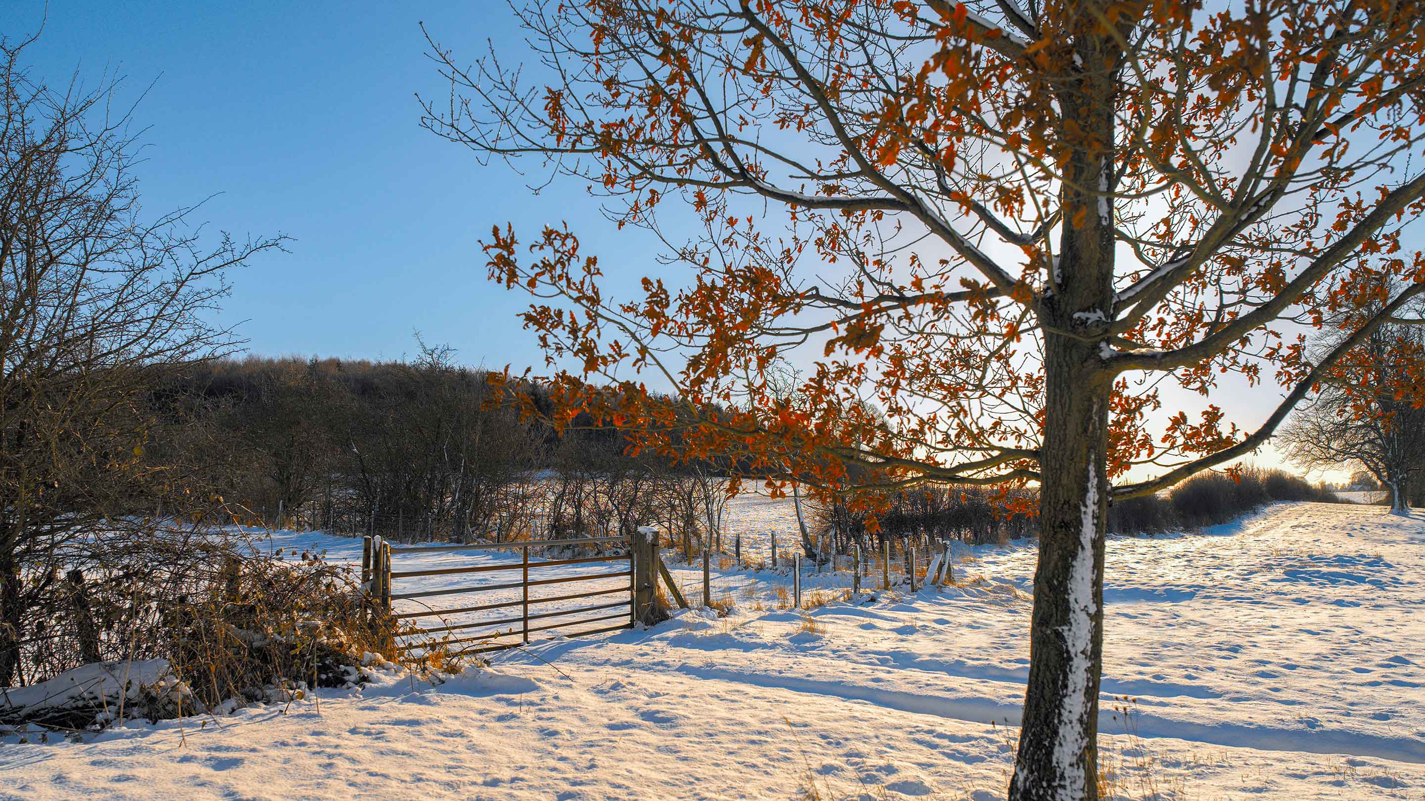 Yorkshire field in the snow