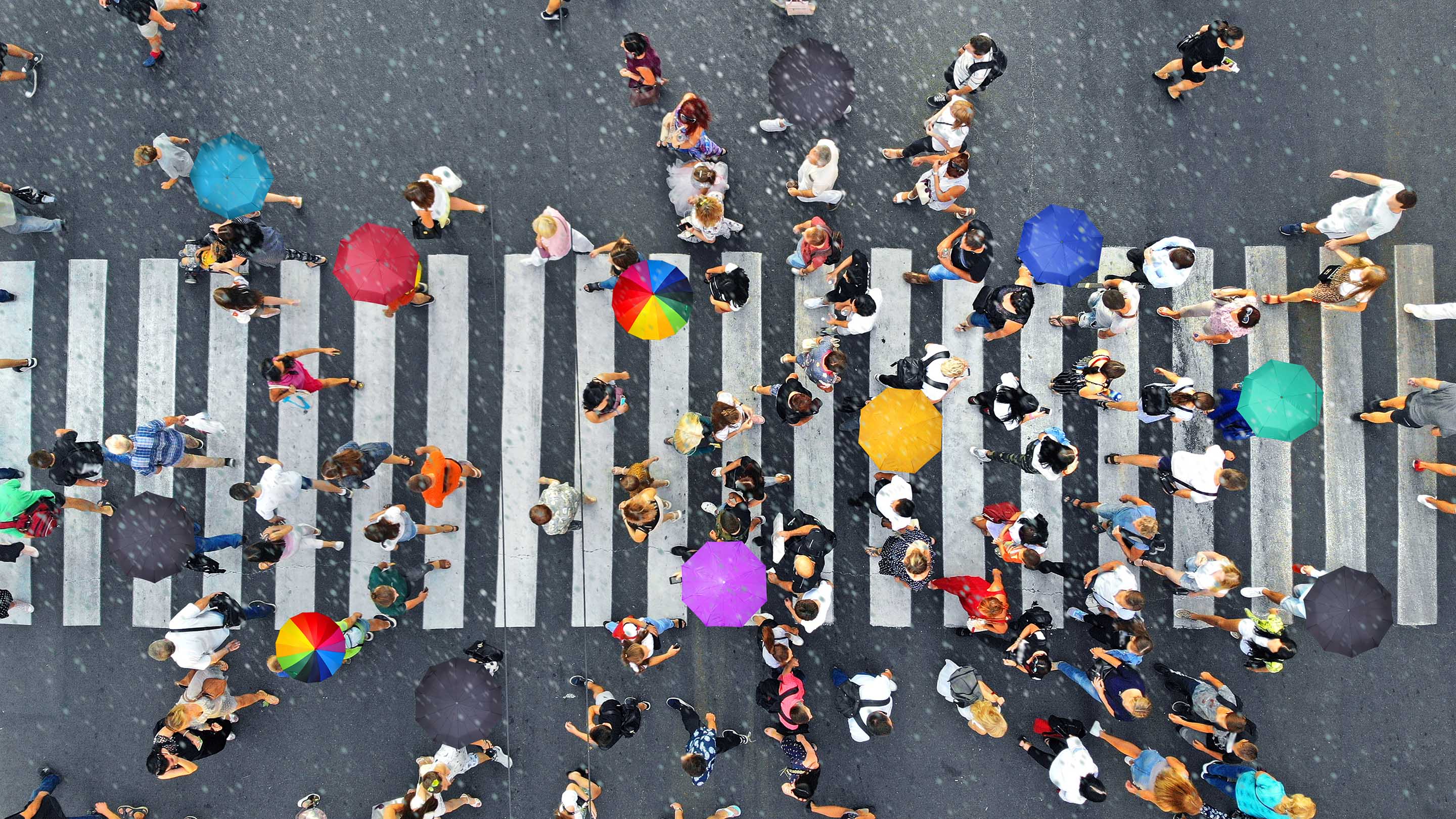 People on a zebra crossing seen from above, some are holding colourful umbrellas