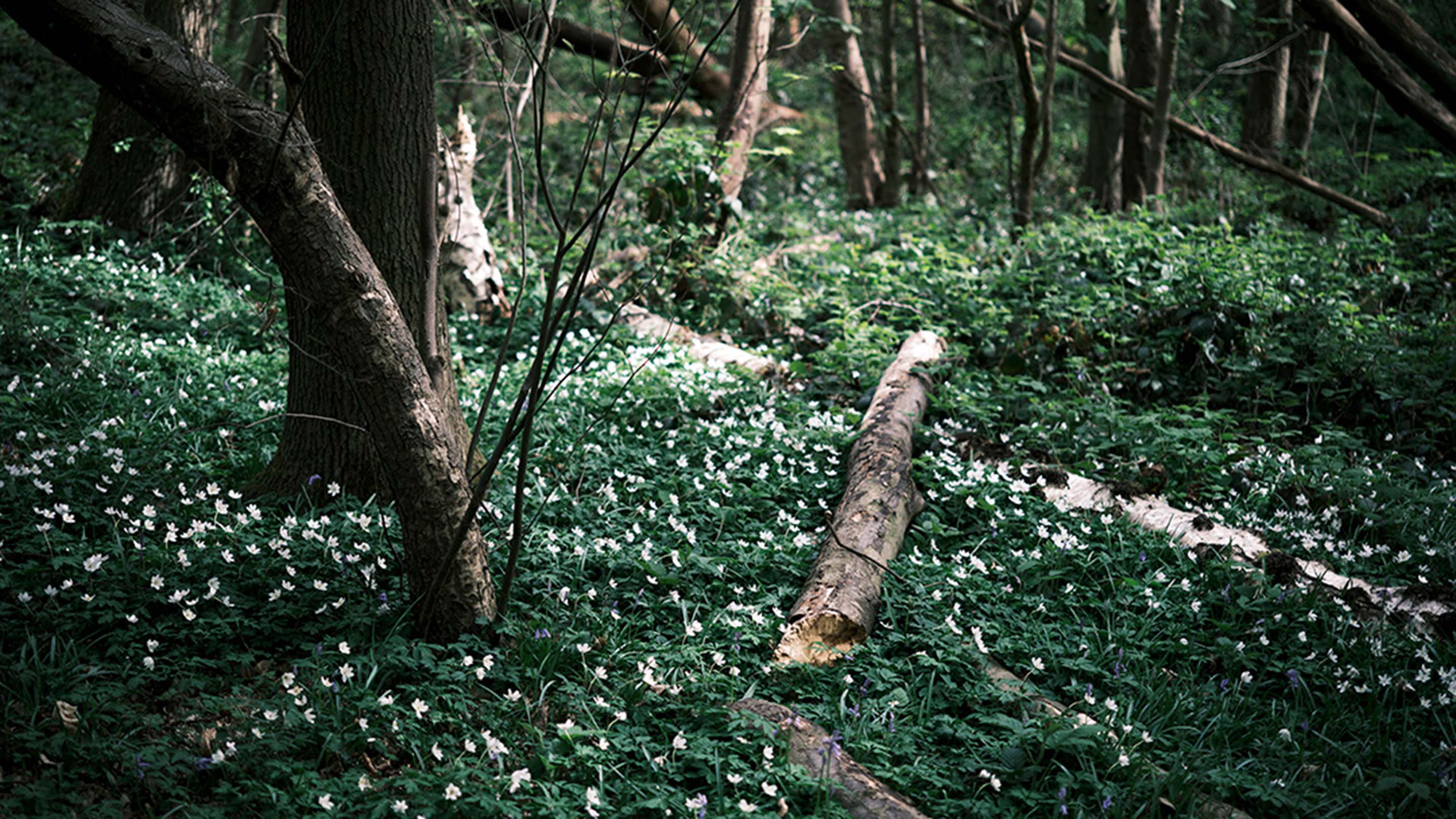 Wood anemones (also known as windflowers) in spring, in my own hidden piece of nature / Photograph by Sam Woods