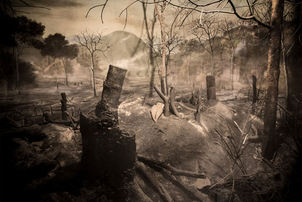 picture - Dystopian palm oil forest after burning