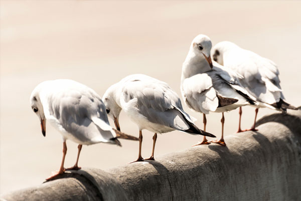 picture - four seagulls on a ledge