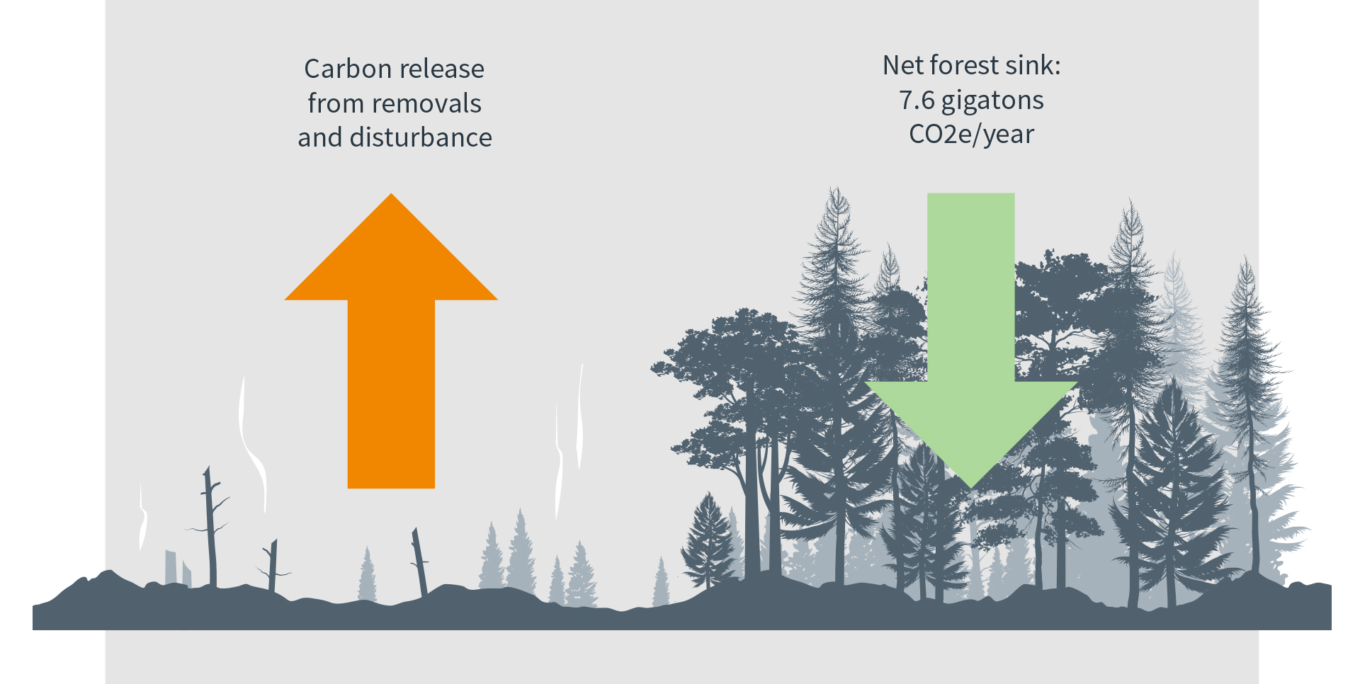Forest carbon flux estimate