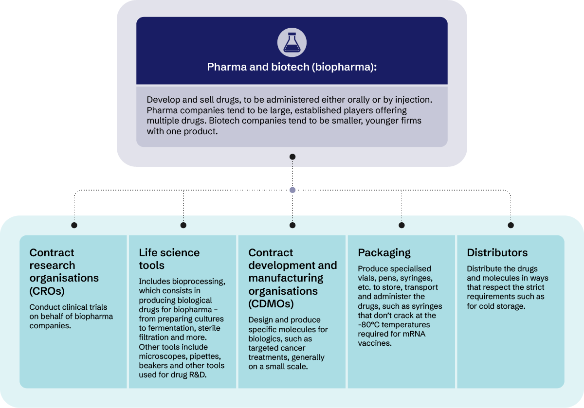 Pharma and biotech develop and sell drugs. CROs conduct clinical trials for them. Life science tools include microscopes, beakers and others, as well as bioprocessing, which consists in producing biological drugs for biopharma. CDMOs design and produce specific molecules. Packaging produce specialised vials and syringes. Distributors distribute the drugs and molecules respecting strict requirements like cold storage.
