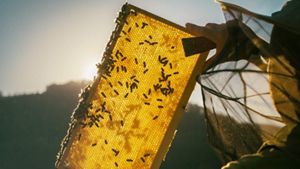 Beekeeper holding apiary to the light