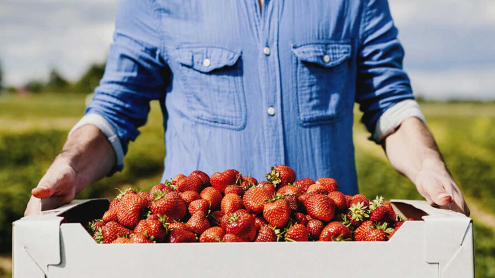 Farmer carrying a box of strawberries they've harvested