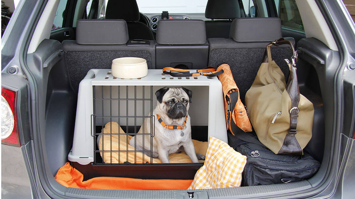 10 Things to Always Keep in your Car - Aviva Ireland