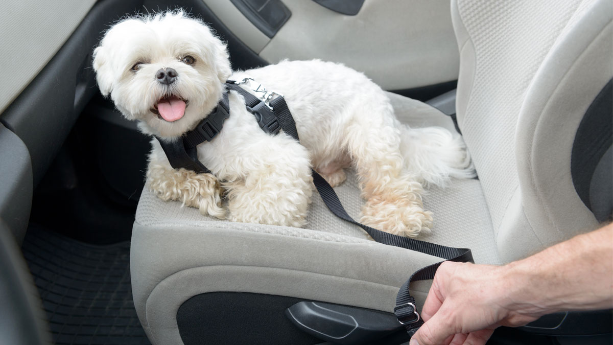 Dog car harness