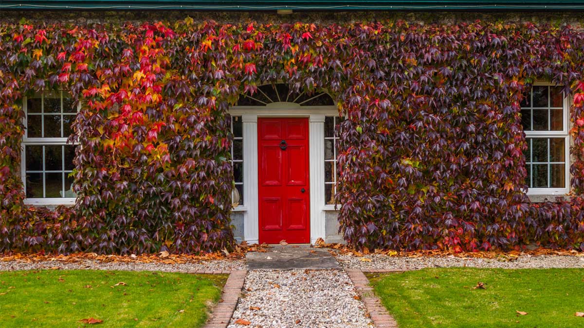 Red door on front of house surrounded by brushes