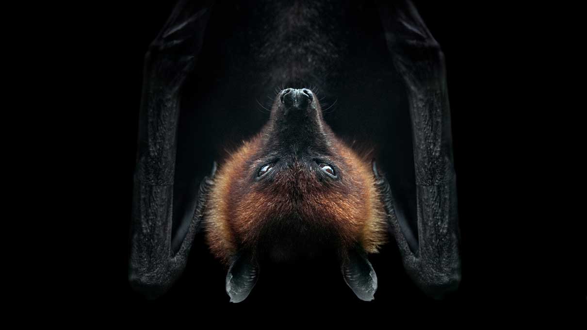 Bat upside down