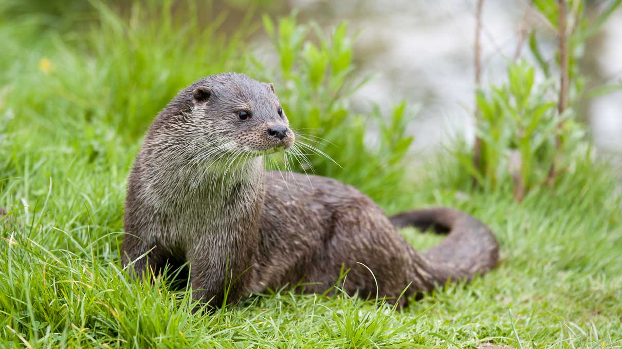 Otter in a field